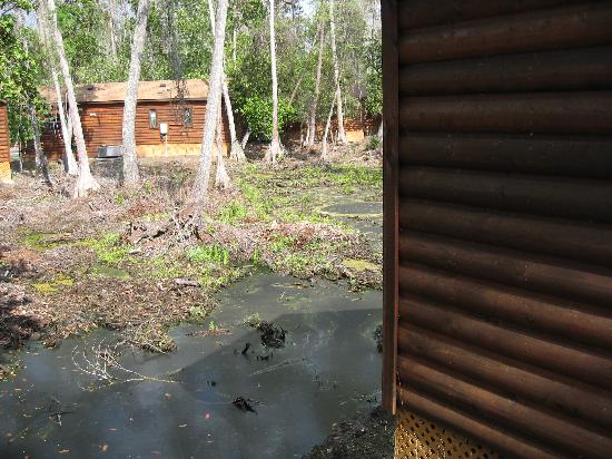 swamp-swamp-and-more.jpg