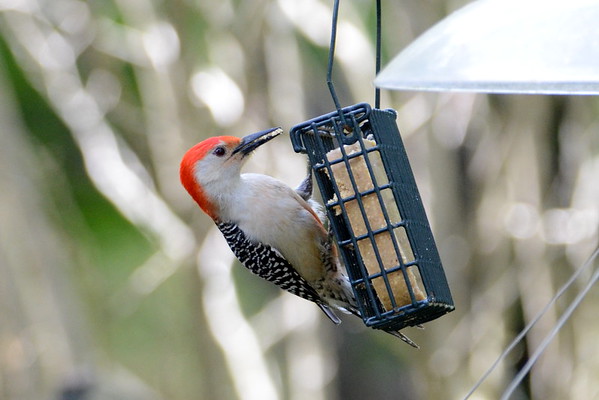 DSC_3415--M.jpg