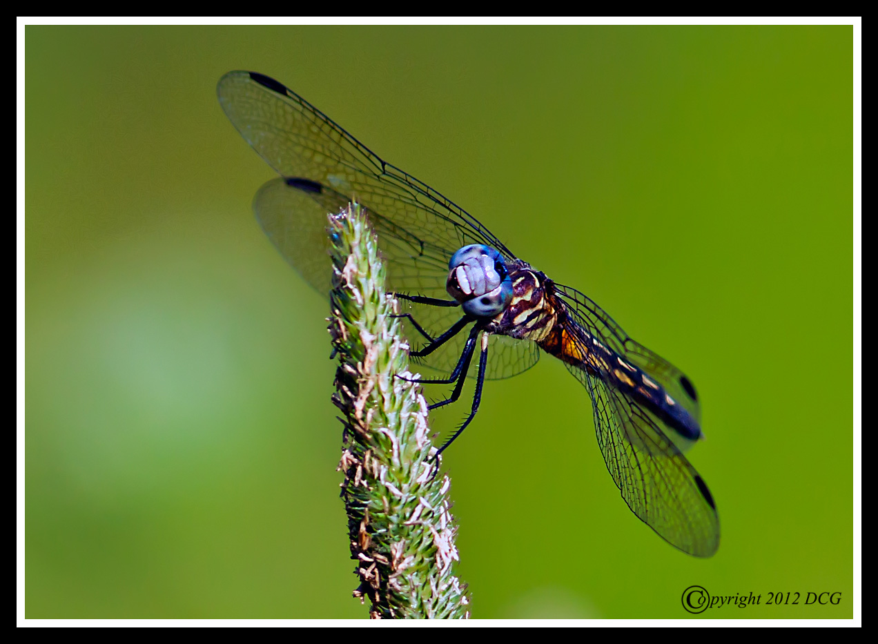 Dragonfly-07-15-02bcr-X2.jpg