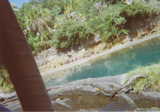 Hippos.jpg