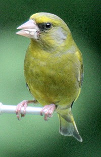 greenfinch-10.jpg