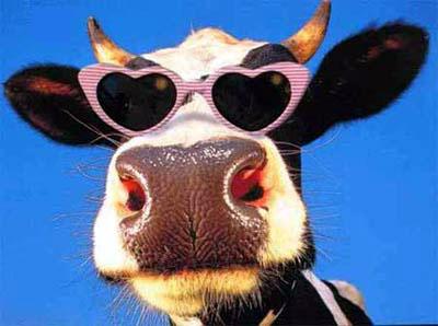 Funny+Cow_1.JPG