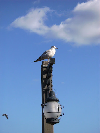 SANY0677.JPG