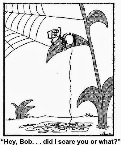 scared-spider.jpg