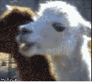 tumblr_lp26tsOYW81qavg9x.gif