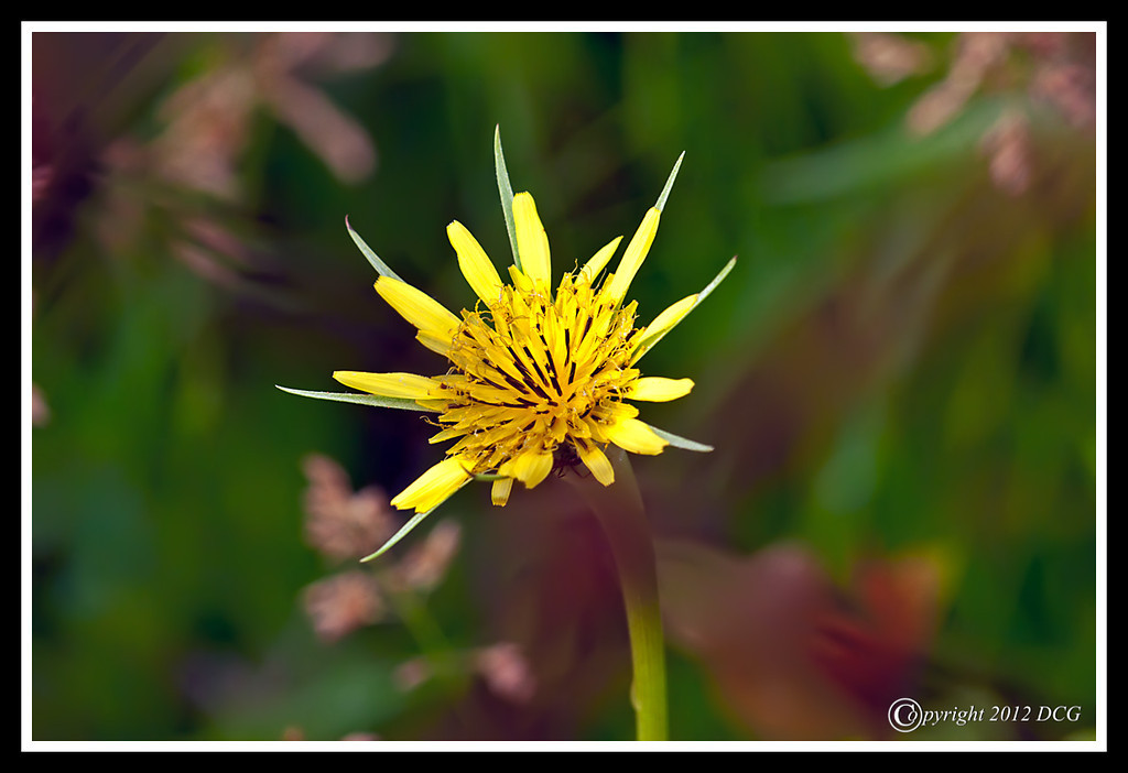 Yellow-Goats-Beard-06-07-02cr-XL.jpg