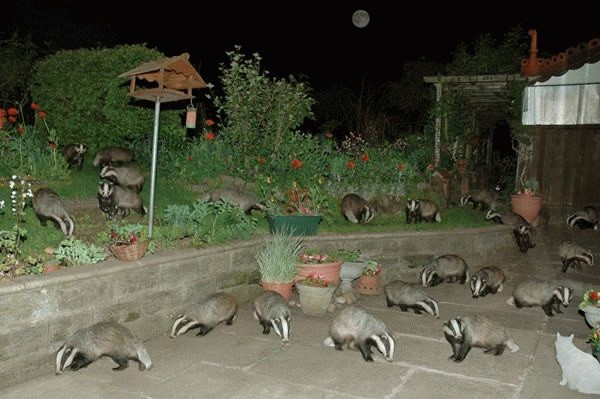 badger.jpg
