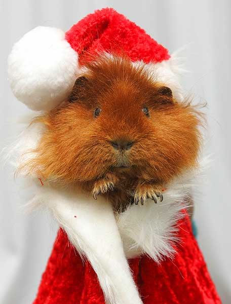 humster_santa.jpg