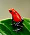 costa-rica-frog-red2.jpg