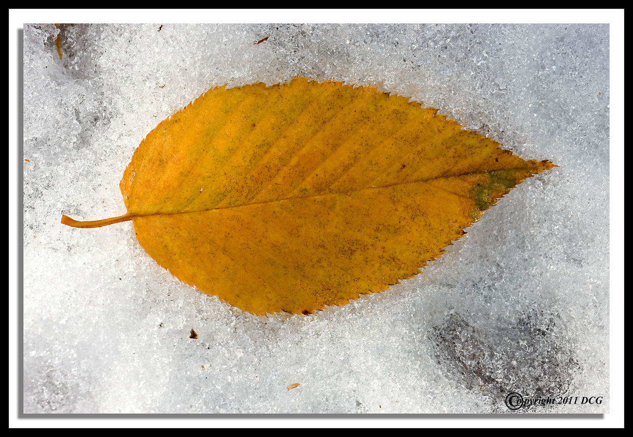 Autumn-Leaf-11-01-03cr-X2.jpg