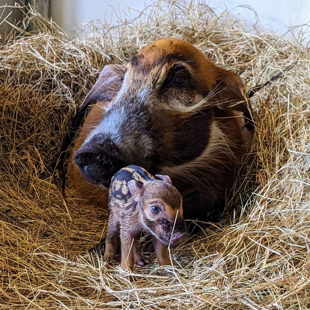 Baby-Red-River-Hog-Disneys-Animal-Kingdom-2.jpg
