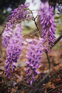 Wisteria_fl.jpg