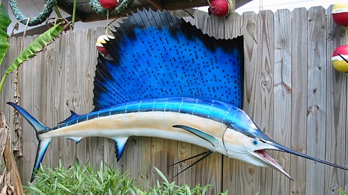 sailfish.jpg
