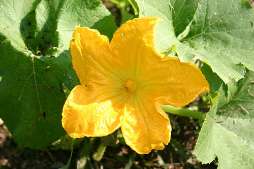 pumpkin-blossom.jpg