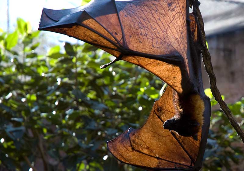 bat_3_9838_web2.jpg