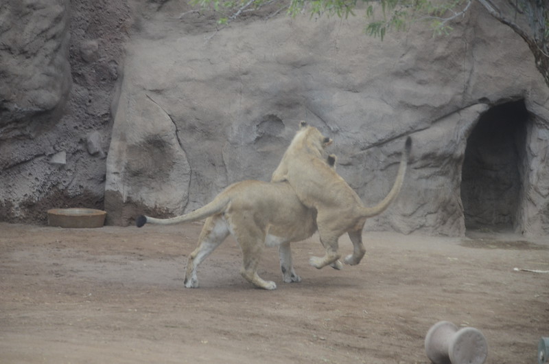 DSC_2245--L.jpg