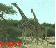 tumblr_l2z0m01I9V1qahhxwo1_250.gif