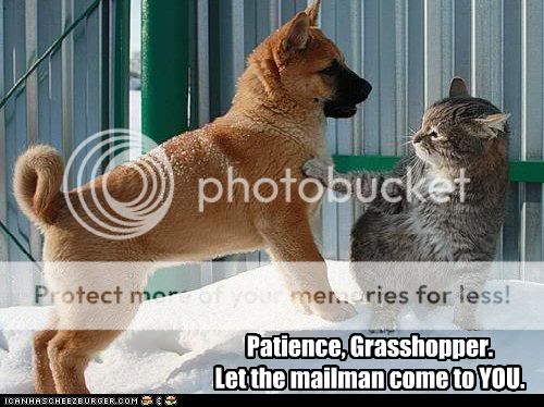 funny-pictures-cat-teaches-dog-pati.jpg