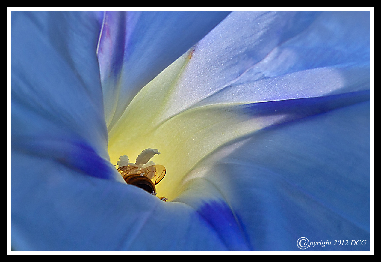 Morning-Glory-09-17-05ccr-X2.jpg