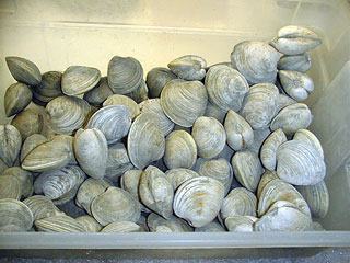 Hard_clams.jpg