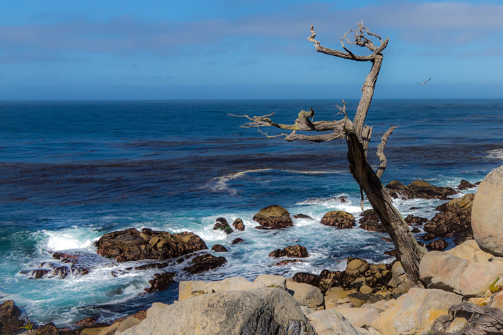 _DSC3661-XL.jpg