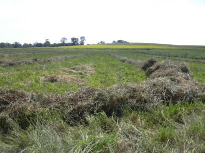 hay1.jpg