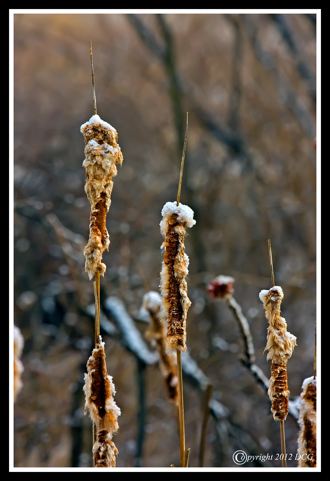 Cattail-02-22-03cr-X2.jpg