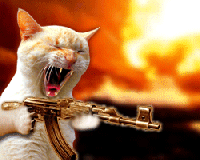 kitty.gif