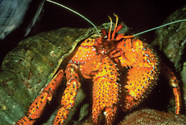 hermitcrab.jpg
