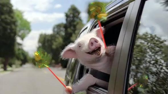 geico-piggy.jpg