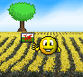 daffodils.gif