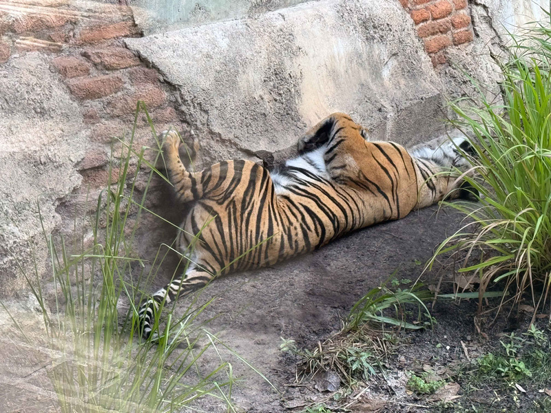 p1064386789-4.jpg