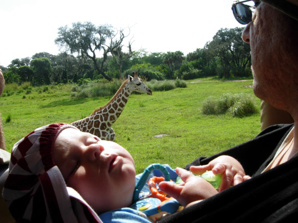 safaridesbaby.jpg
