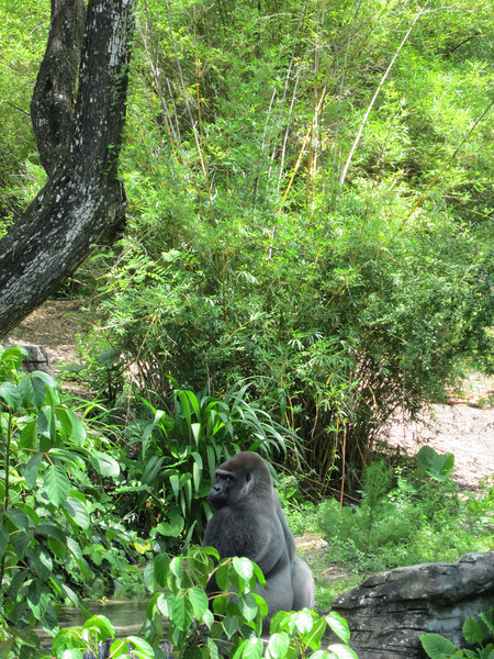 IMG0311-L.jpg