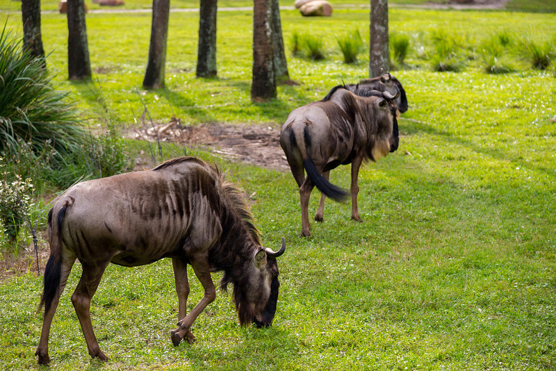 DSC_1871-L.jpg