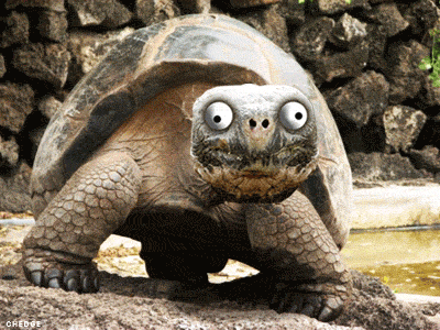 tumblr_m2ymmvWqcg1r61b29o1_400.gif