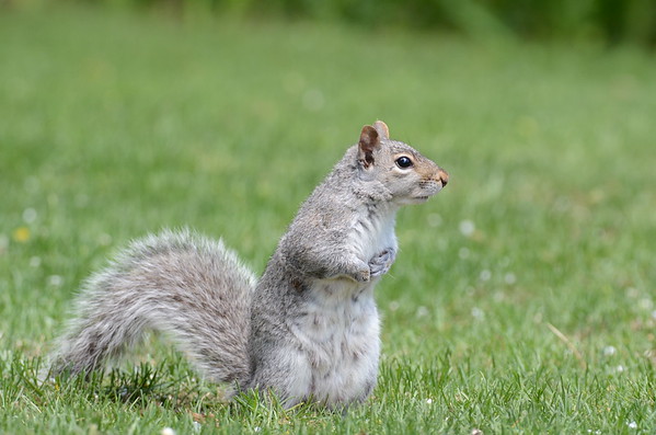 DSC_3336--M.jpg