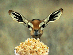 tumblr_l71thpHSlu1qcor6c.gif