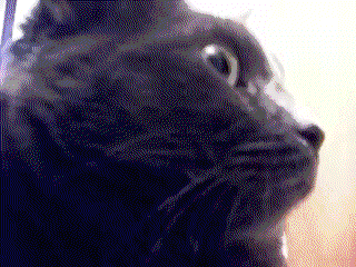 giphy-downsized.gif