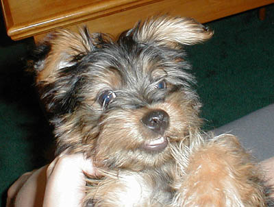 Buddy1.jpg