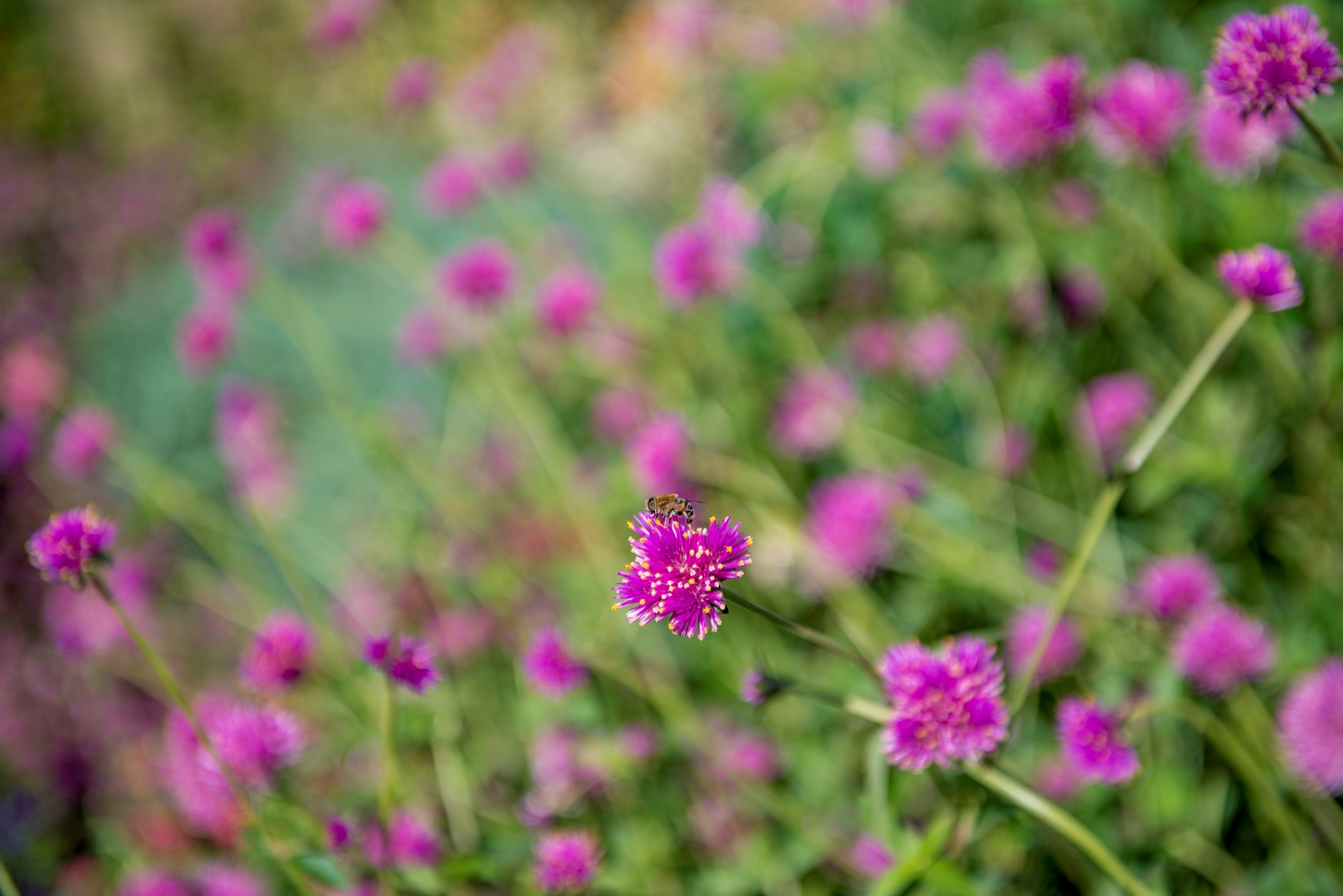 DSC_3185_notcropped%20(Large).jpg
