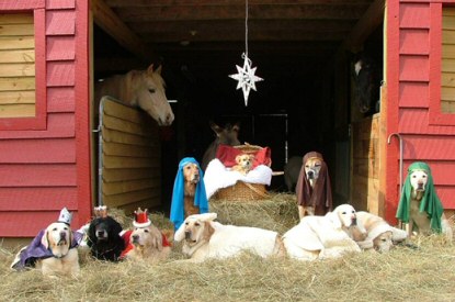 christmas_dog_stable.jpg