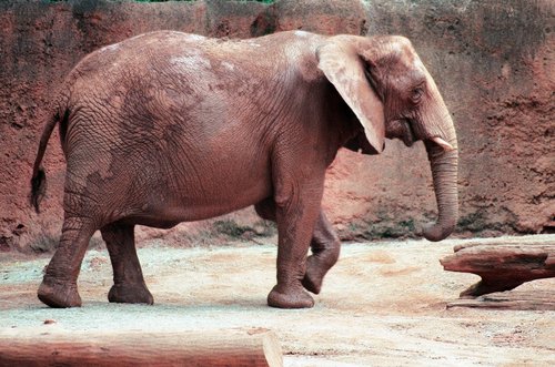 zoo-atlanta-atlanta-gaa101.jpg