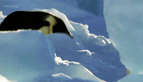 penguin_gifs_15.gif