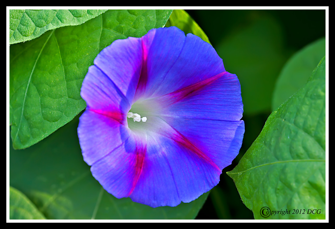 Morning-Glory-09-17-02cr-X2.jpg