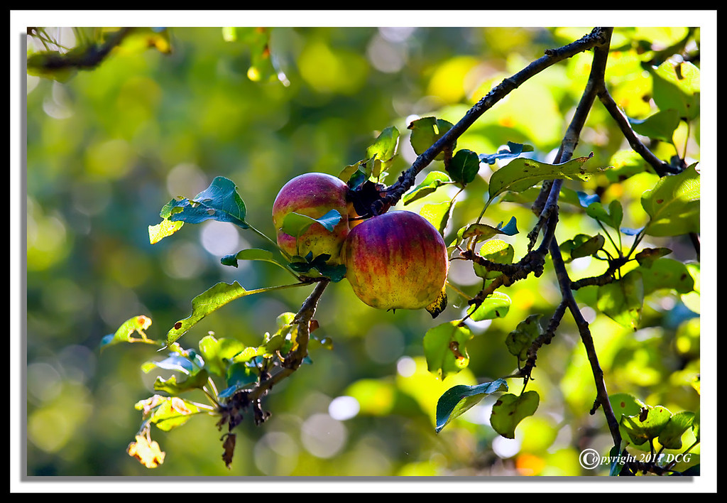 Apples-09-12-02cr-XL.jpg