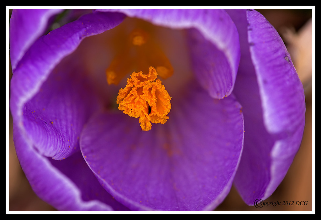 Crocus-03-31-02cr-XL.jpg