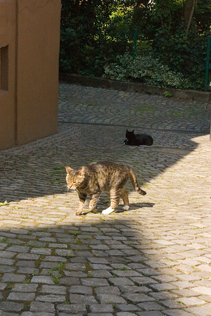 313092619_zSHEZ-M.jpg