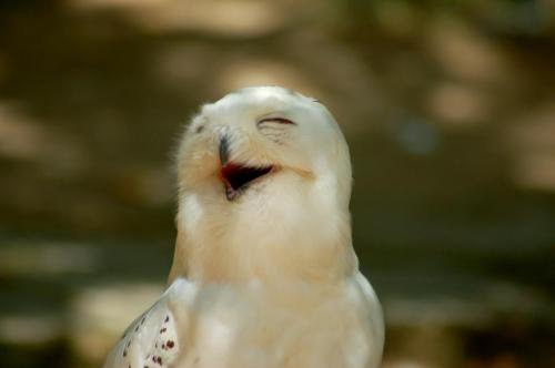 oW5E9lxRrpln9wgiOP8RJN9jo1_500.jpg