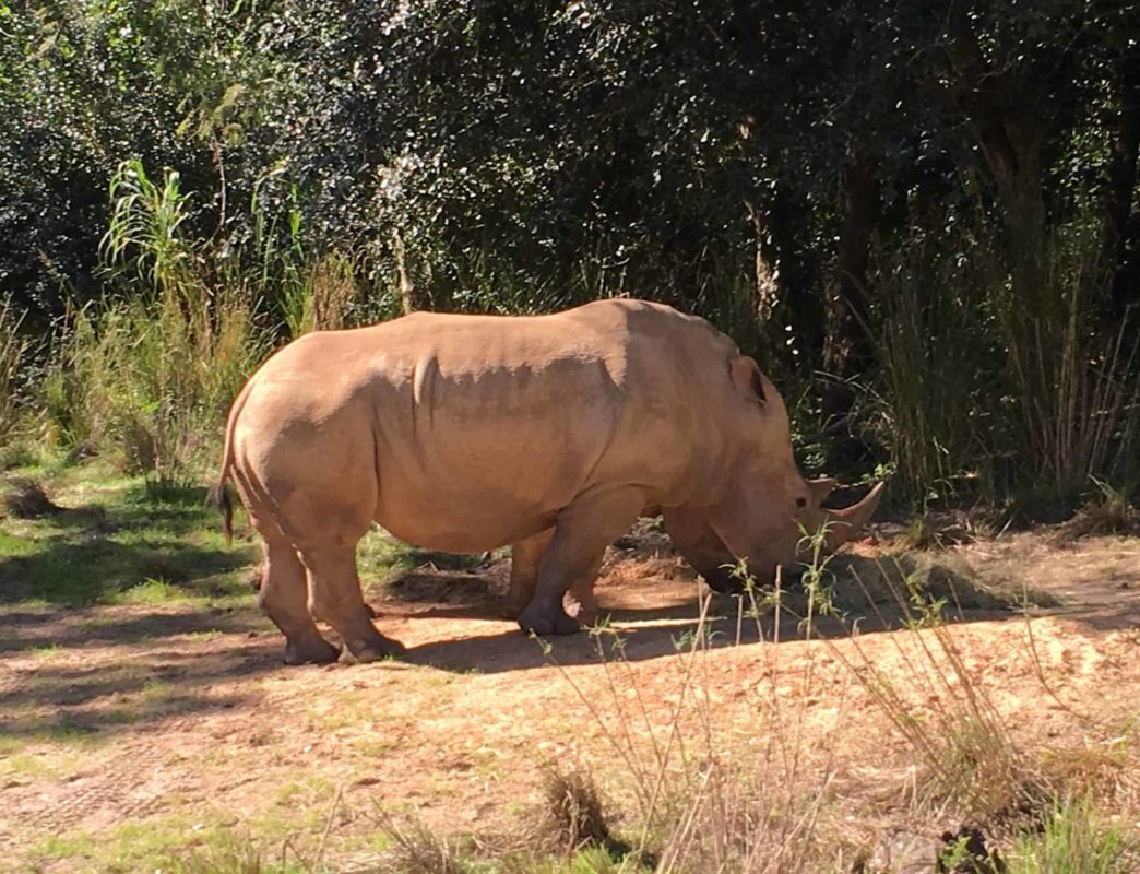 Rhino-tour-2-e1546223490610.jpg